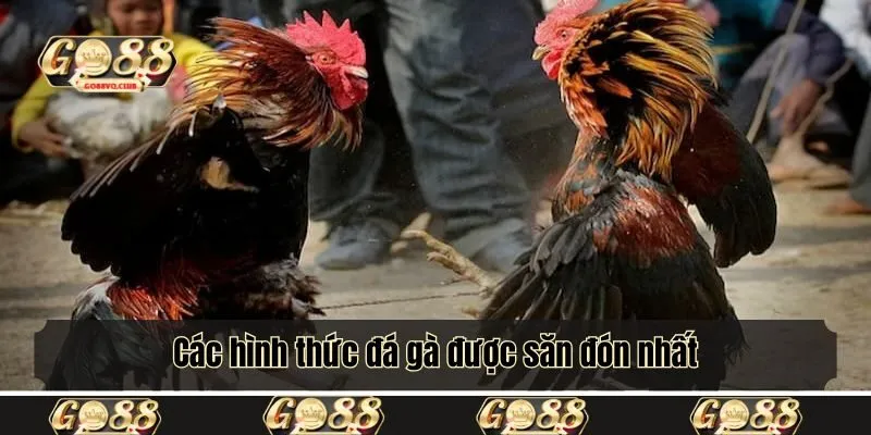 Các hình thức đá gà được săn đón nhất