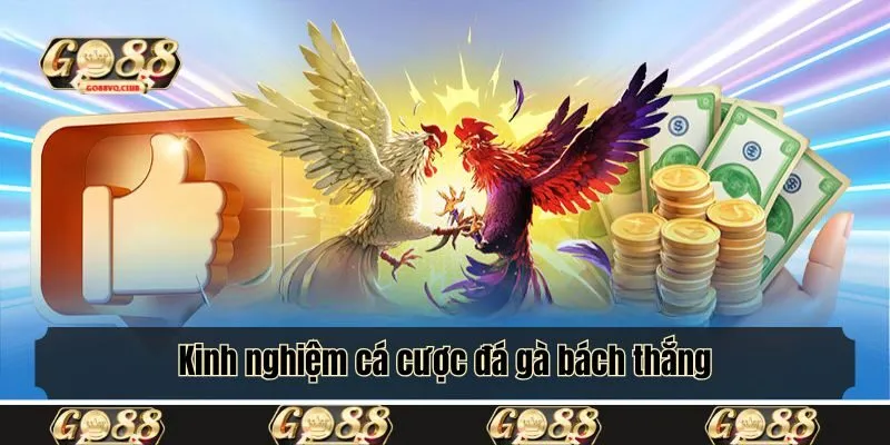 Kinh nghiệm cá cược đá gà bách thắng